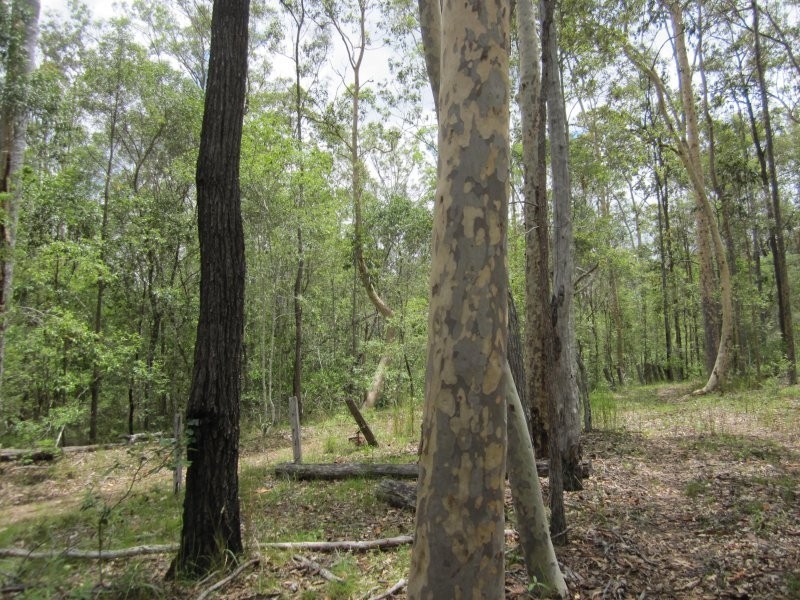 2475 Old Tenterfield Road, Rappville NSW 2469