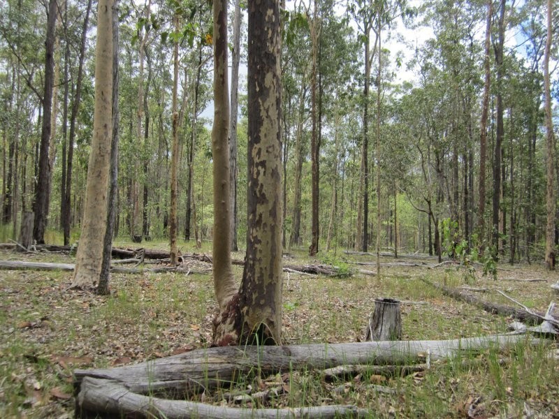 2475 Old Tenterfield Road, Rappville NSW 2469