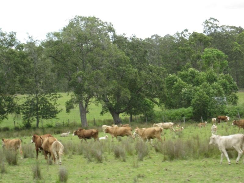 2475b Old Tenterfield Road, Wyan, Rappville NSW 2469