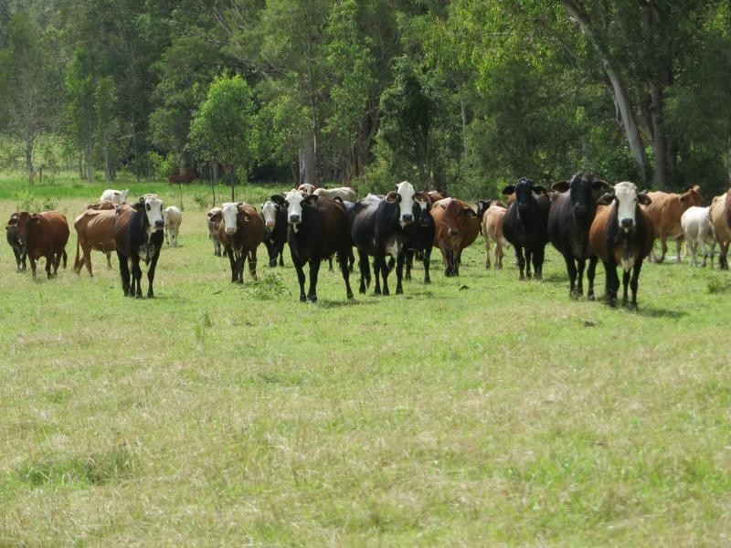 2475b Old Tenterfield Road, Wyan, Rappville NSW 2469