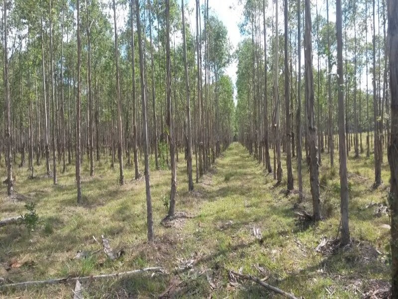 52 Ellangowan-Myrtle CkCreek Road, Casino NSW 2470