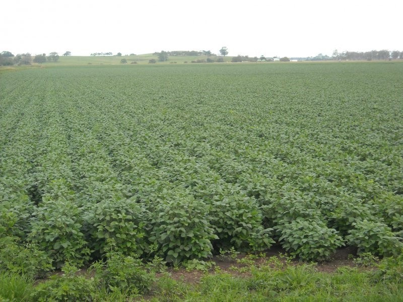 270A Tomki-Tatham Road, Casino NSW 2470