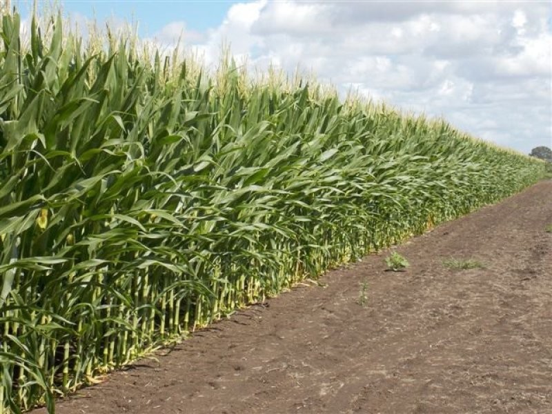 270A Tomki-Tatham Road, Casino NSW 2470