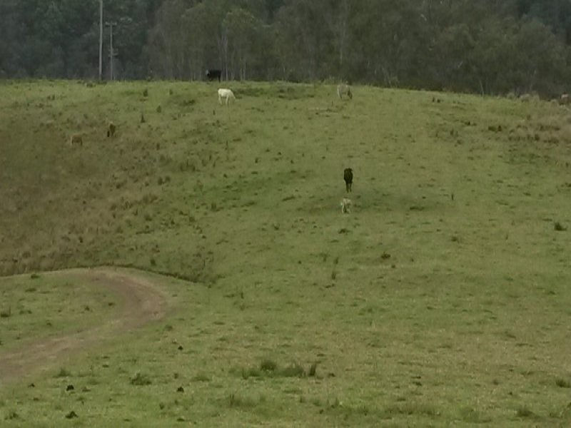 830 Gradys Creek Road, Kyogle NSW 2474