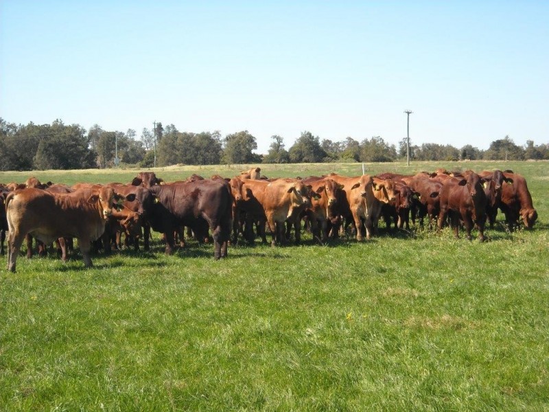 1605 Sextonville Rd, Casino NSW 2470