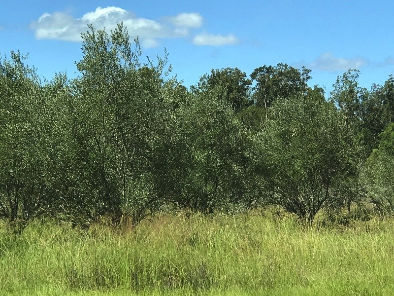 21 Peckhams Rd, Ewingar NSW 2469