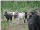 1030 Old Tenterfield Rd, Camira NSW 2469