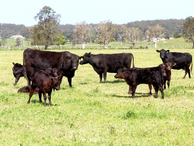 Oxley Island NSW 2430