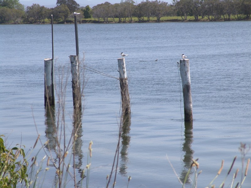 Oxley Island NSW 2430