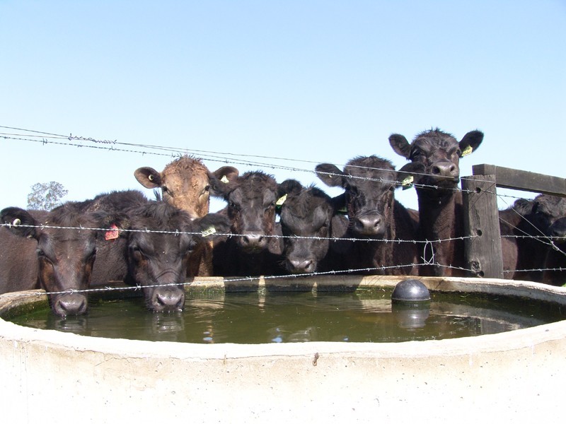 Oxley Island NSW 2430