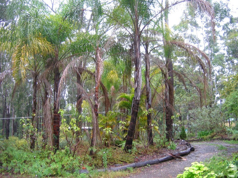 Mitchells Island NSW 2430