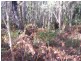 Narangba QLD 4504
