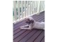 Deception Bay QLD 4508