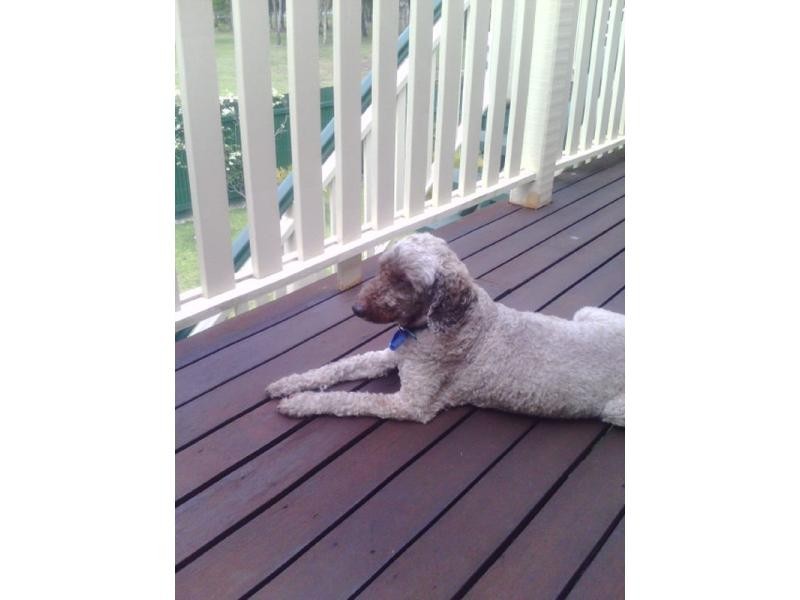 31 Coman Street, Rothwell QLD 4022