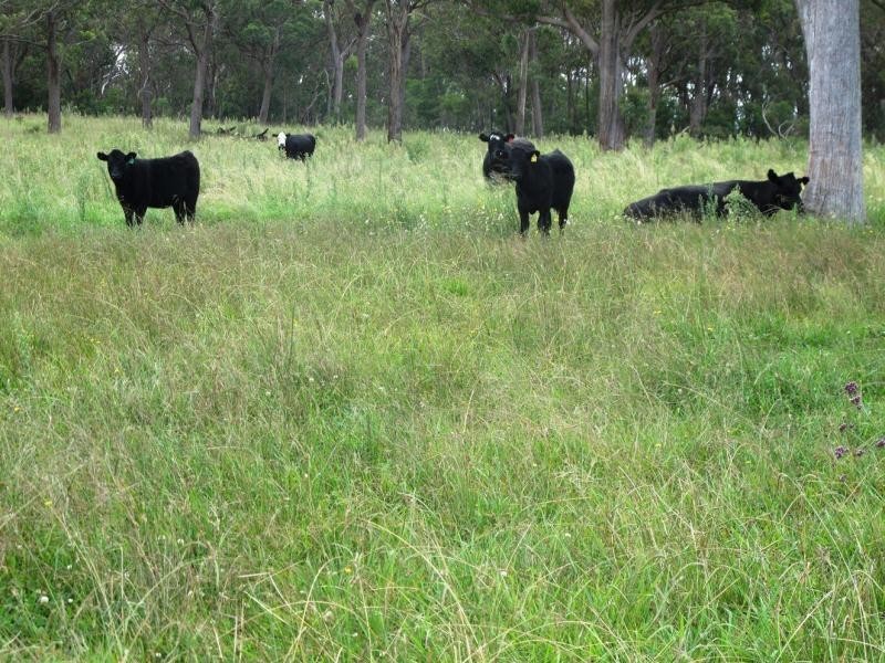 L59 Cattarin Lane, Liston NSW 2372