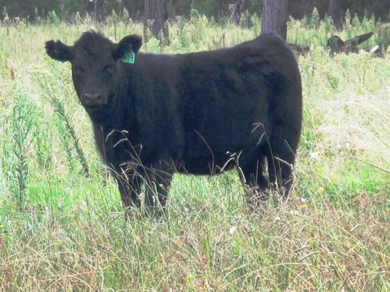 L59 Cattarin Lane, Liston NSW 2372