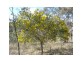 732 Springdale Road, Stanthorpe, Stanthorpe QLD 4380