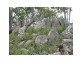 Stanthorpe QLD 4380
