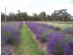 10 Daniels Lane, Stanthorpe, Stanthorpe QLD 4380