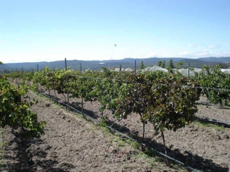 246 Donges Road, Severnlea, Stanthorpe QLD 4380