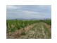Ballandean QLD 4382