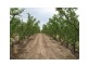 Ballandean QLD 4382