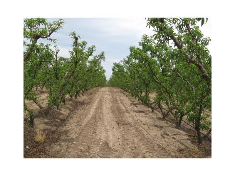 Ballandean QLD 4382