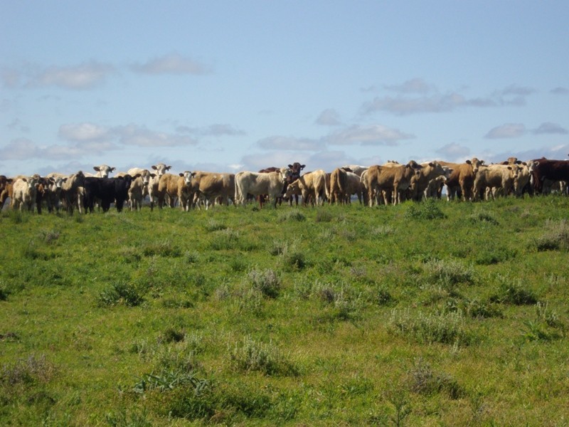 Stanthorpe QLD 4380