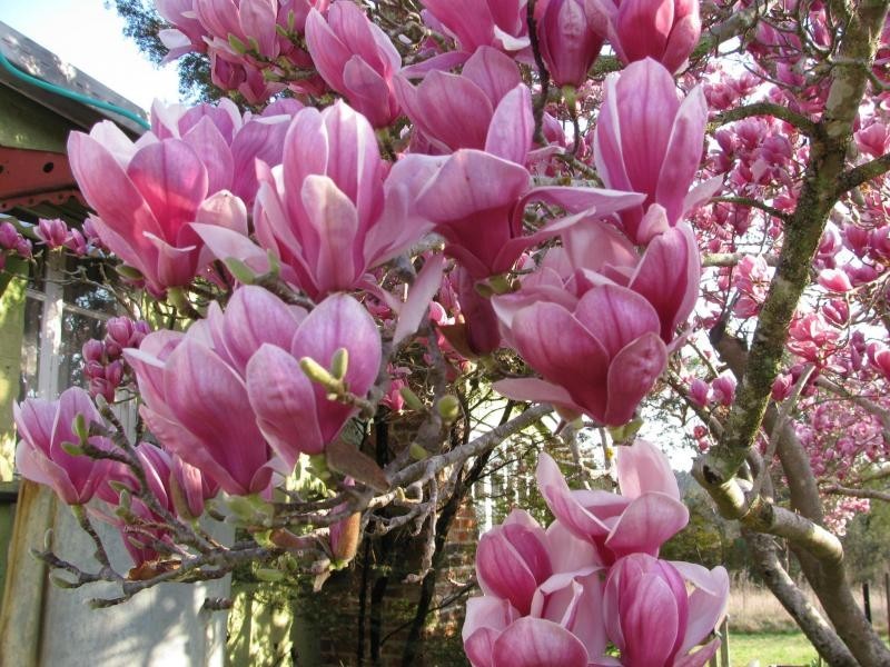 381 Back Creek Road, Severnlea, Stanthorpe QLD 4380