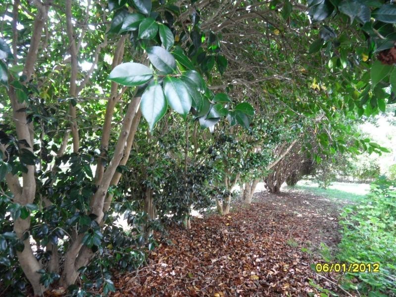 10 Stanthorpe Street, Liston, Liston NSW 2372