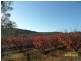379 Back Creek Road, Severnlea, Stanthorpe QLD 4380
