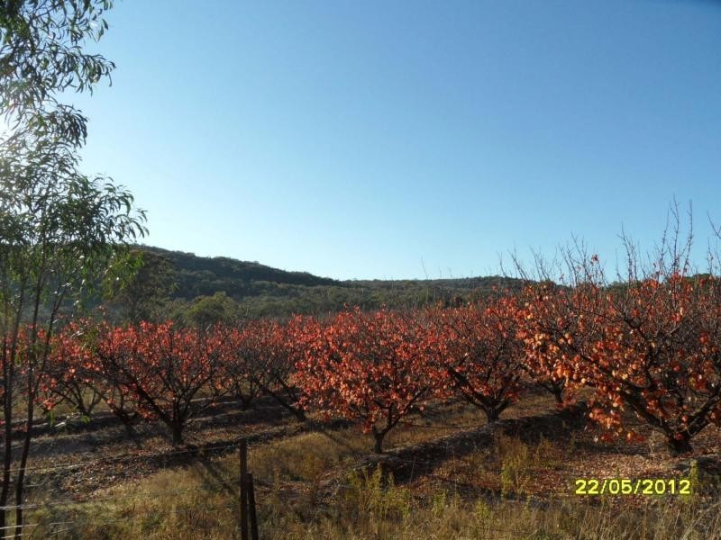 379 Back Creek Road, Severnlea, Stanthorpe QLD 4380