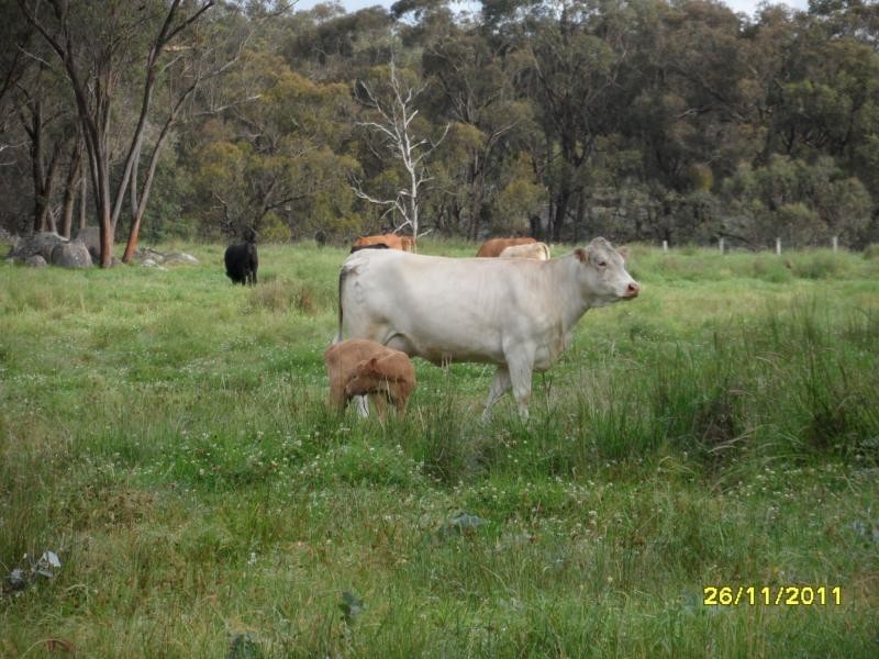 Stanthorpe QLD 4380