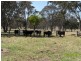 Liston NSW 2372