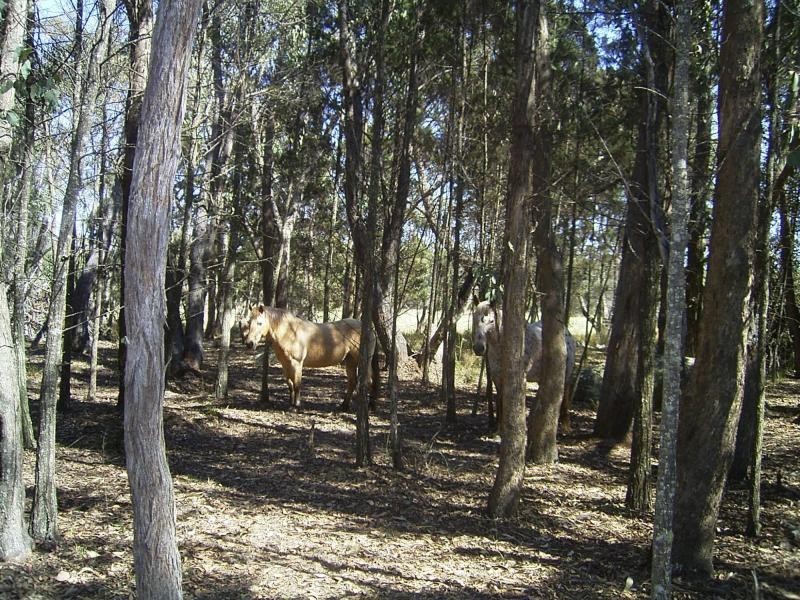 644 Spring Creek Road, Amiens, Stanthorpe QLD 4380