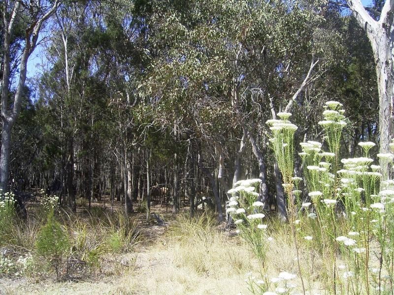 644 Spring Creek Road, Amiens, Stanthorpe QLD 4380