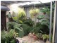 Liston NSW 2372