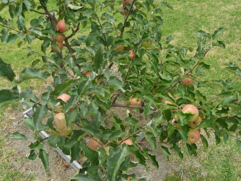 82 Sugarloaf Road, Stanthorpe QLD 4380