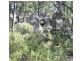 Lot 31 Glenlyon Drive, Stanthorpe QLD 4380