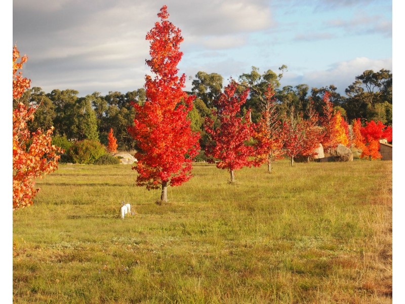 766 Amiens Road, Stanthorpe QLD 4380