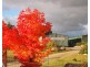 766 Amiens Road, Stanthorpe QLD 4380