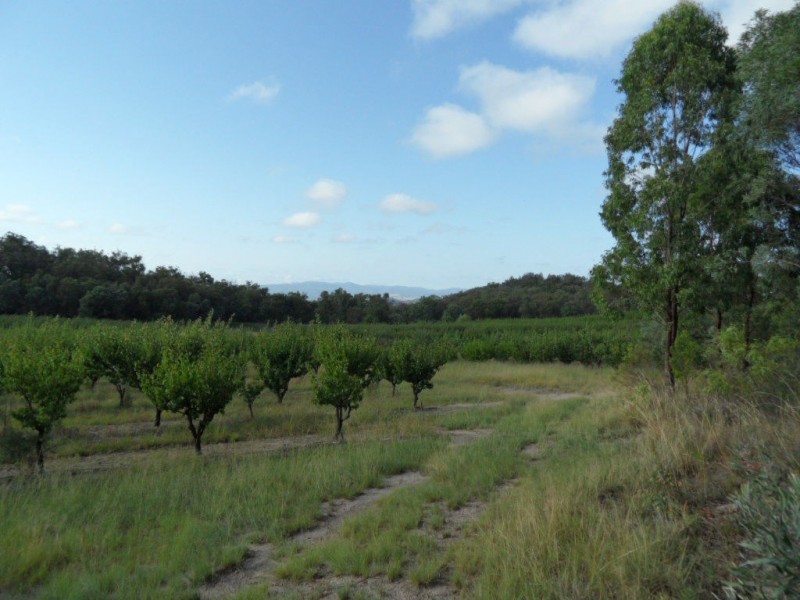 206 Nicholson Road, Thorndale QLD 4380