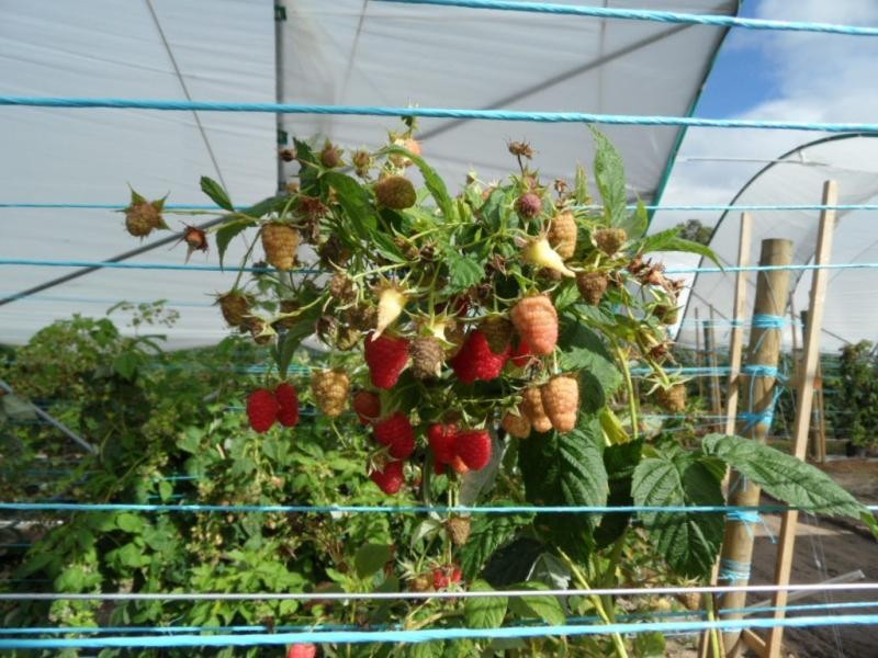 46 Border Road, Applethorpe, Applethorpe QLD 4378