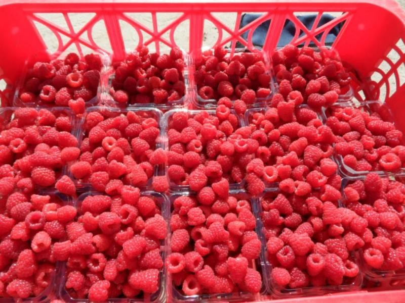 46 Border Road, Applethorpe, Applethorpe QLD 4378