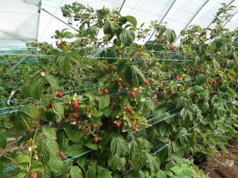 46 Border Road, Applethorpe, Applethorpe QLD 4378