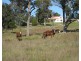 54 Rene Lane, Mount Tully QLD 4380
