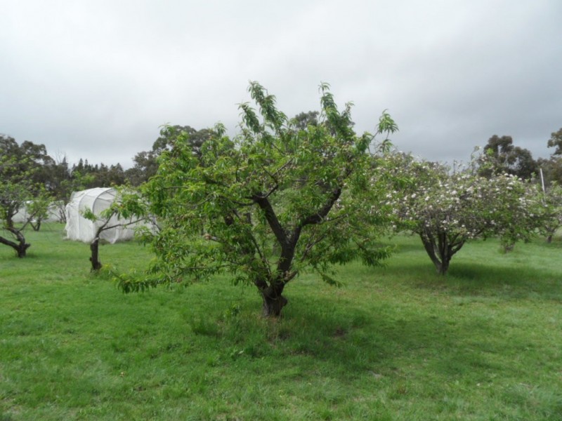 27391 New England Hwy, Glen Aplin QLD 4381