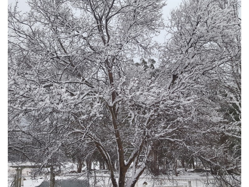 21 Philpott Lane, Greenlands QLD 4380