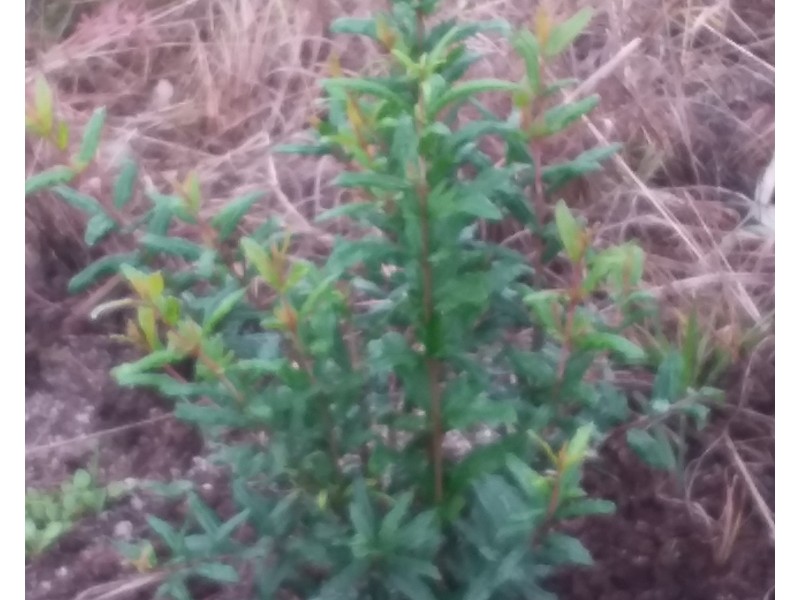 127 Summit Rd, Maryland NSW 4377