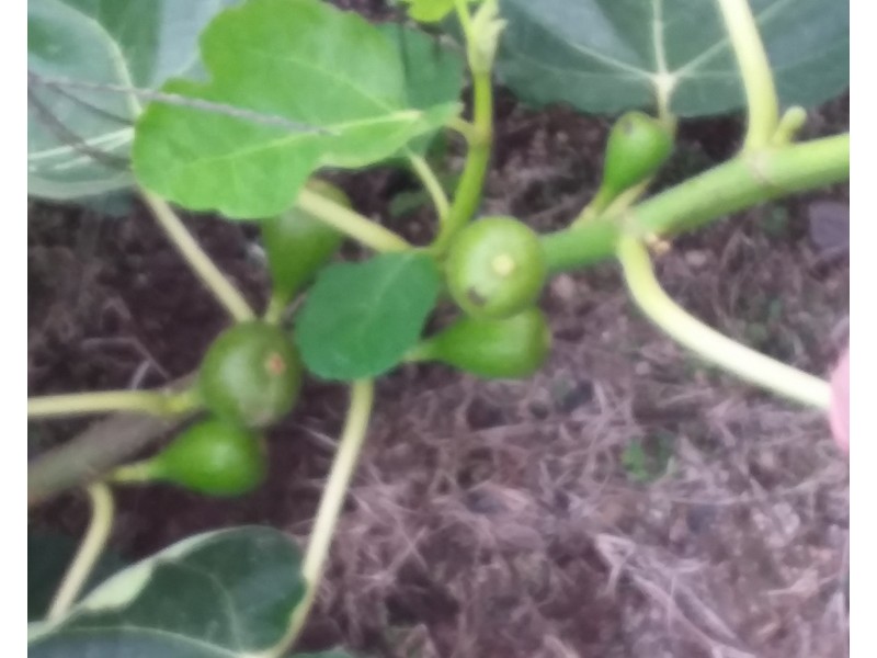 127 Summit Rd, Maryland NSW 4377